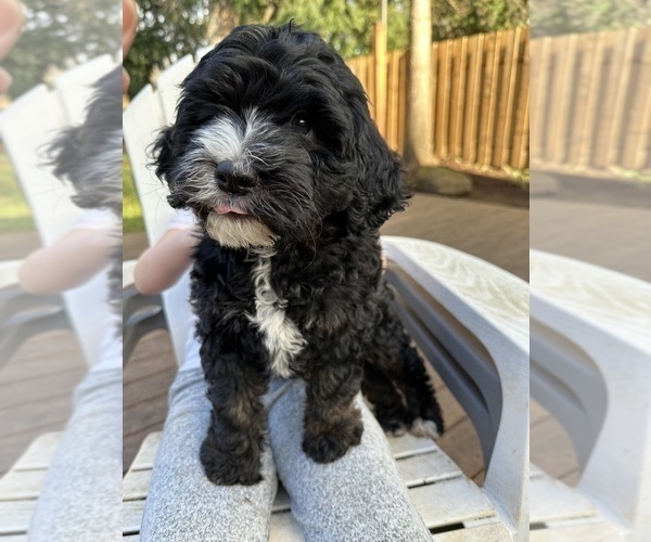 Medium Photo #2 Miniature Bernedoodle Puppy For Sale in SILVERTON, OR, USA