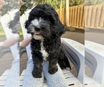Small Photo #2 Miniature Bernedoodle Puppy For Sale in SILVERTON, OR, USA