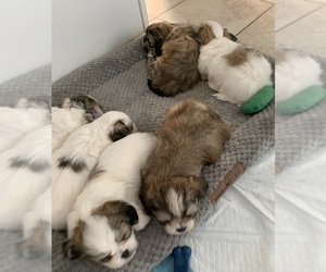 Shih Tzu Litter for sale in CENTREVILLE, VA, USA