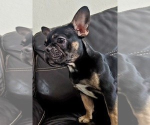 French Bulldog Puppy for sale in MIAMI BEACH, FL, USA