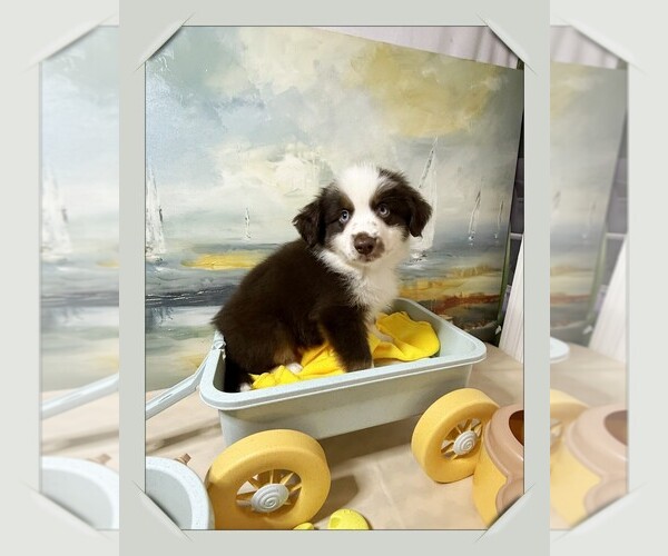 Medium Photo #1 Miniature Australian Shepherd Puppy For Sale in PENSACOLA, FL, USA