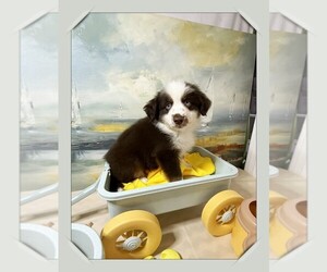 Medium Miniature Australian Shepherd