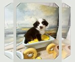 Puppy Puppy 1 Miniature Australian Shepherd