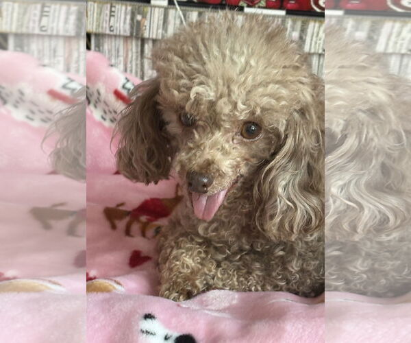 Medium Photo #2 Poodle (Toy) Puppy For Sale in Wheaton, IL, USA