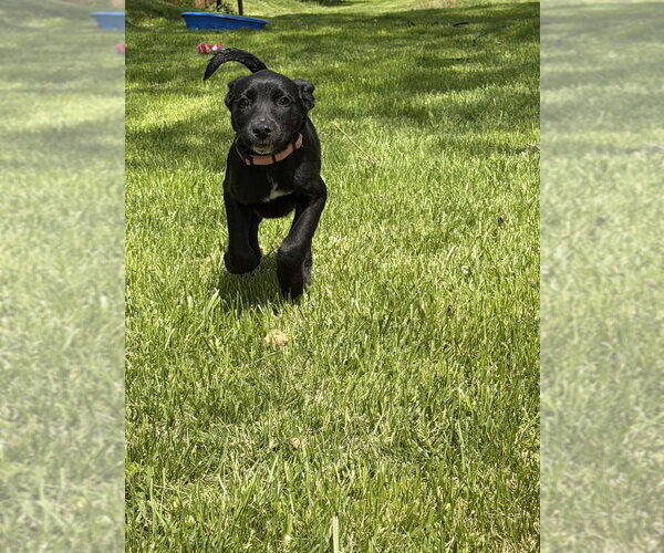 Medium Photo #2 Labsky Puppy For Sale in Springdale, PA, USA