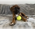 Small Photo #12 Boxer Puppy For Sale in WEST COLUMBIA, SC, USA