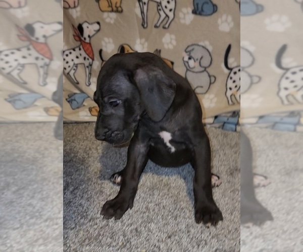 Medium Photo #3 Great Dane Puppy For Sale in DENHAM SPRINGS, LA, USA