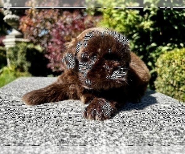 Medium Photo #36 Shih Tzu Puppy For Sale in HAYWARD, CA, USA