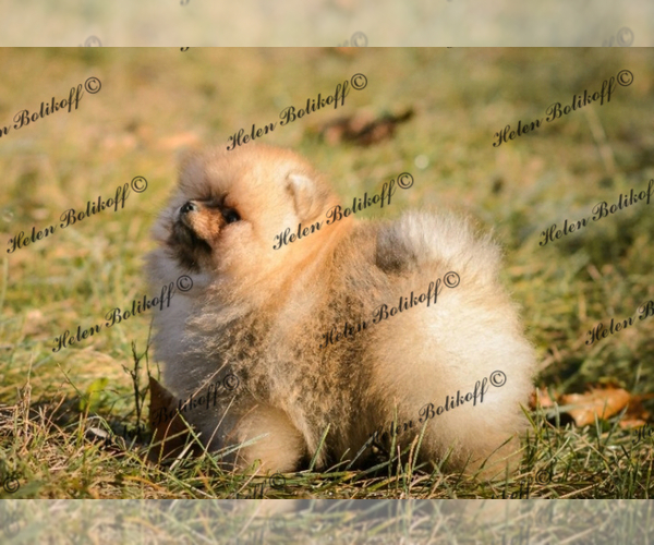 Medium Photo #5 Pomeranian Puppy For Sale in Chisinau, Chisinau Municipality, Moldova
