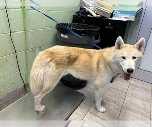 Siberian Husky-Unknown Mix Dogs for adoption in Grand Prairie, TX, USA