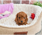 Small #1 Cavapoo