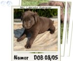 Puppy Namor Labrador Retriever