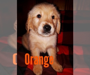 Golden Retriever Puppy for sale in KILDARE, OK, USA