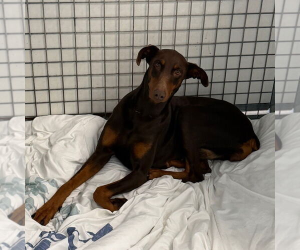 Medium Photo #1 Doberman Pinscher-Unknown Mix Puppy For Sale in Chico, CA, USA
