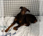 Small Doberman Pinscher Mix