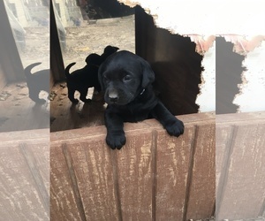 Labrador Retriever Puppy for sale in CHATTANOOGA, TN, USA