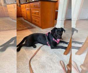 Labrador Retriever-Unknown Mix Dogs for adoption in Shillington, PA, USA