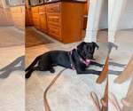 Small Labrador Retriever Mix