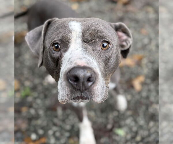 Medium Photo #6 American Pit Bull Terrier-Unknown Mix Puppy For Sale in Spring Lake, NC, USA