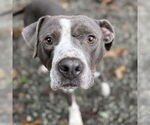 Small #5 American Pit Bull Terrier Mix