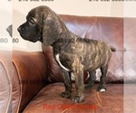 Small #2 Cane Corso