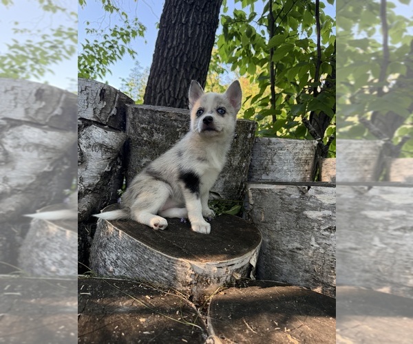 Medium Photo #3 Alaskan Klee Kai-Pomsky Mix Puppy For Sale in STAPLES, MN, USA