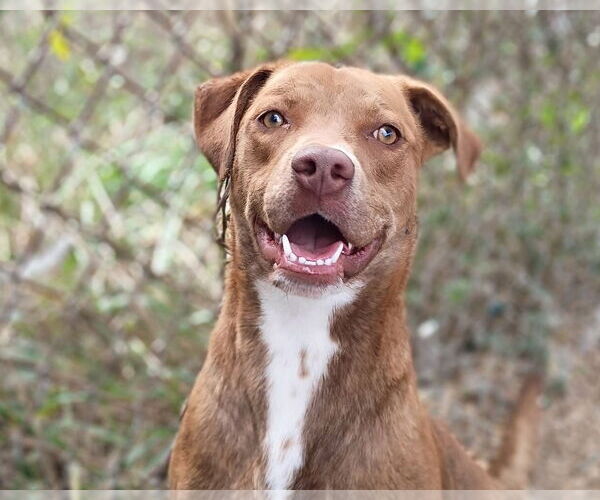 Medium Photo #5 Labrador Retriever-Unknown Mix Puppy For Sale in Anniston, AL, USA