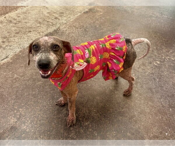 Medium Photo #2 Mutt Puppy For Sale in Newport Beach, CA, USA