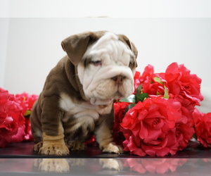 English Bulldog Puppy for sale in SIMPSONVILLE, SC, USA