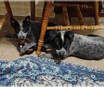 Small #7 Australian Cattle Dog