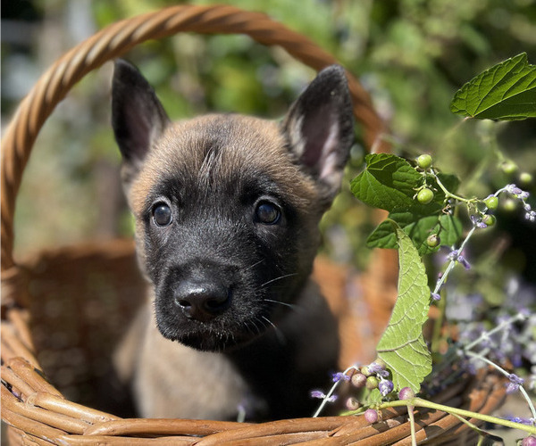 Medium Photo #8 Belgian Malinois Puppy For Sale in S CHARLESTON, WV, USA