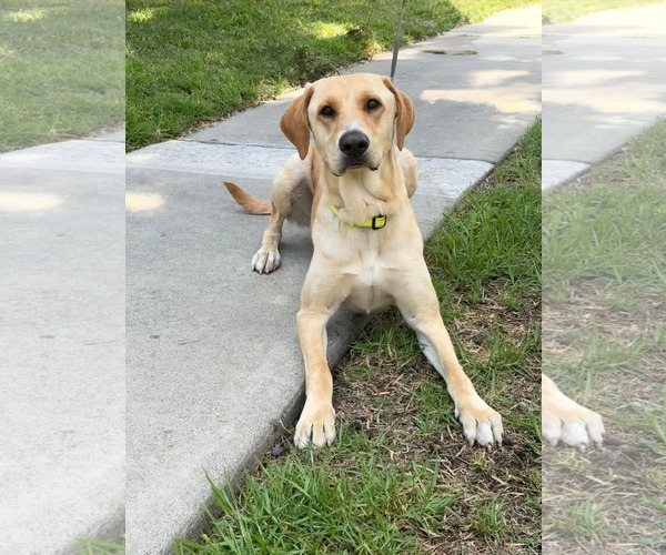Medium Photo #1 Mutt Puppy For Sale in Menifee, CA, USA