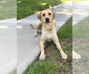 Mutt Dogs for adoption in Menifee, CA, USA