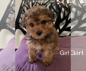 Yo-Chon Puppy for sale in CLARE, IL, USA