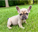Small #5 French Bulldog