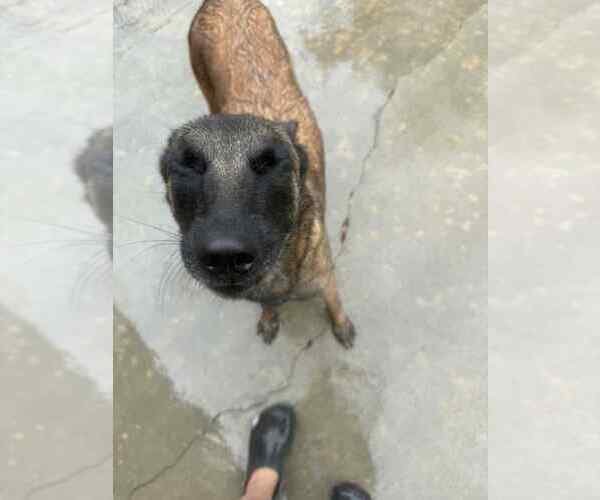 Medium Photo #2 Mutt Puppy For Sale in Imlay City, MI, USA