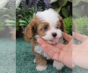 Medium Cavapoo (Miniature)