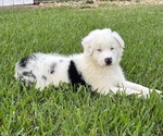 Puppy Puppy 3 Frank Australian Shepherd