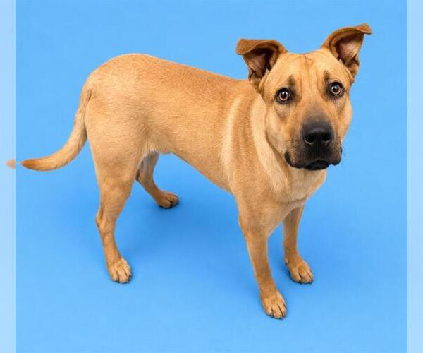 Medium Photo #1 German Shepherd Dog-Unknown Mix Puppy For Sale in HESPERIA, CA, USA