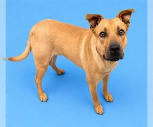 German Shepherd Dog-Unknown Mix Dogs for adoption in HESPERIA, CA, USA