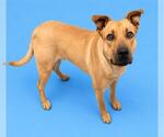 Small German Shepherd Dog Mix