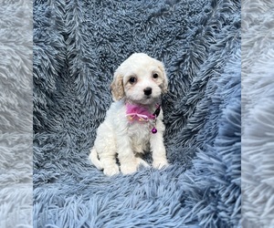 Cavapoo Puppy for sale in JEFFERSONVILLE, IN, USA