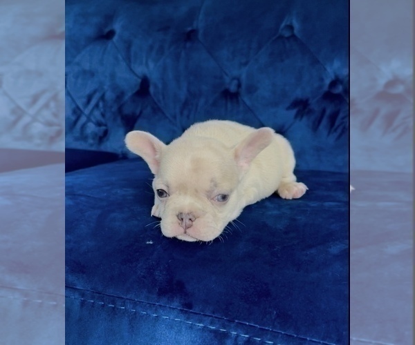 Medium Photo #9 French Bulldog Puppy For Sale in EMPIRE STATE, NY, USA