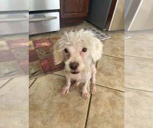 Spindle - Female Maltese-Unknown Mix Dog for Adoption - Photo #6