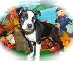 Small Photo #2 Boston Terrier Puppy For Sale in HAMMOND, IN, USA