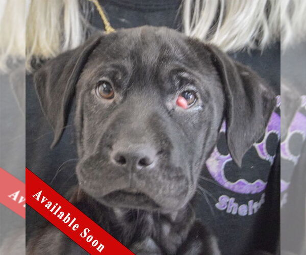 Medium Photo #1 Mutt Puppy For Sale in Huntley, IL, USA