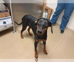 Small Doberman Pinscher Mix