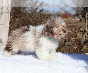 Poodle (Toy) Puppy for Sale in DYERSBURG, Tennessee USA