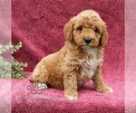Small #3 Goldendoodle (Miniature)