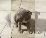 Puppy Puppy 1 American Bully